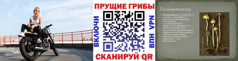 Галлюциногенные грибы Psilocybe  Купить где  Рошаль 